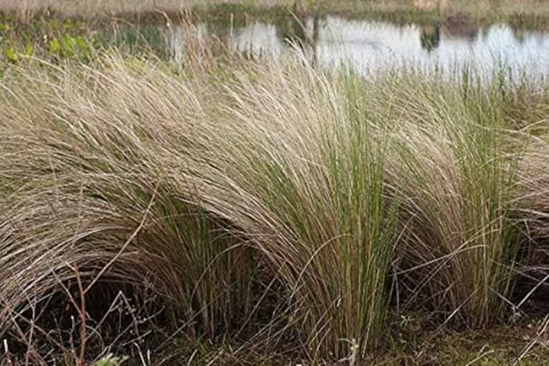 Grass-like plants with a blurred water background.