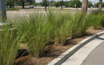 Tall grasses growing along a sidewalk with a road and trees in the background.