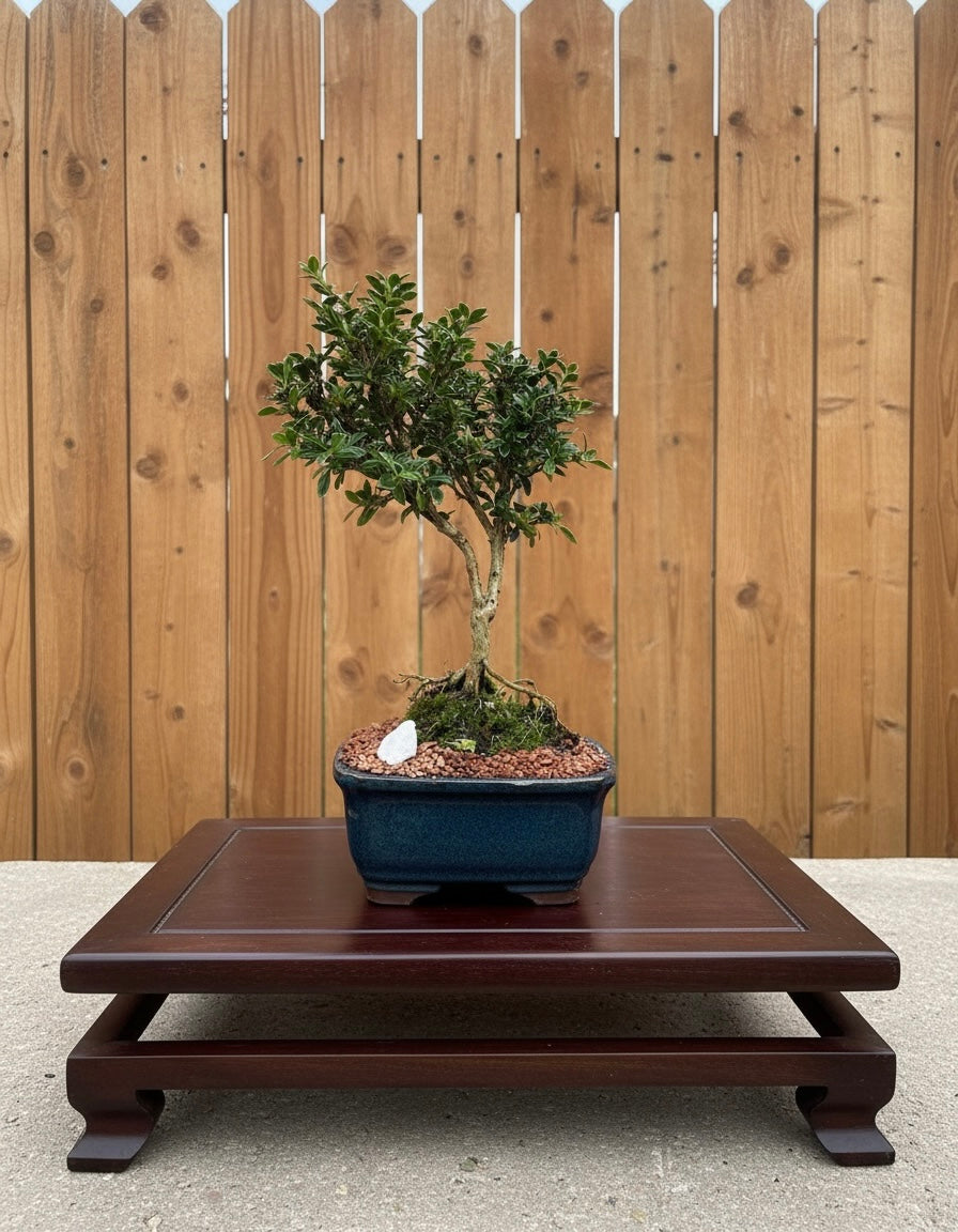 Serissa Mame Bonsai Tree (Serissa japonica) with Exposed Roots in 5" Bonsai Pot from L&J Nursery.