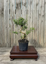 Serissa Styled Bonsai Tree (Serissa japonica) Imported in 6" Bonsai Pot from L&J Nursery.