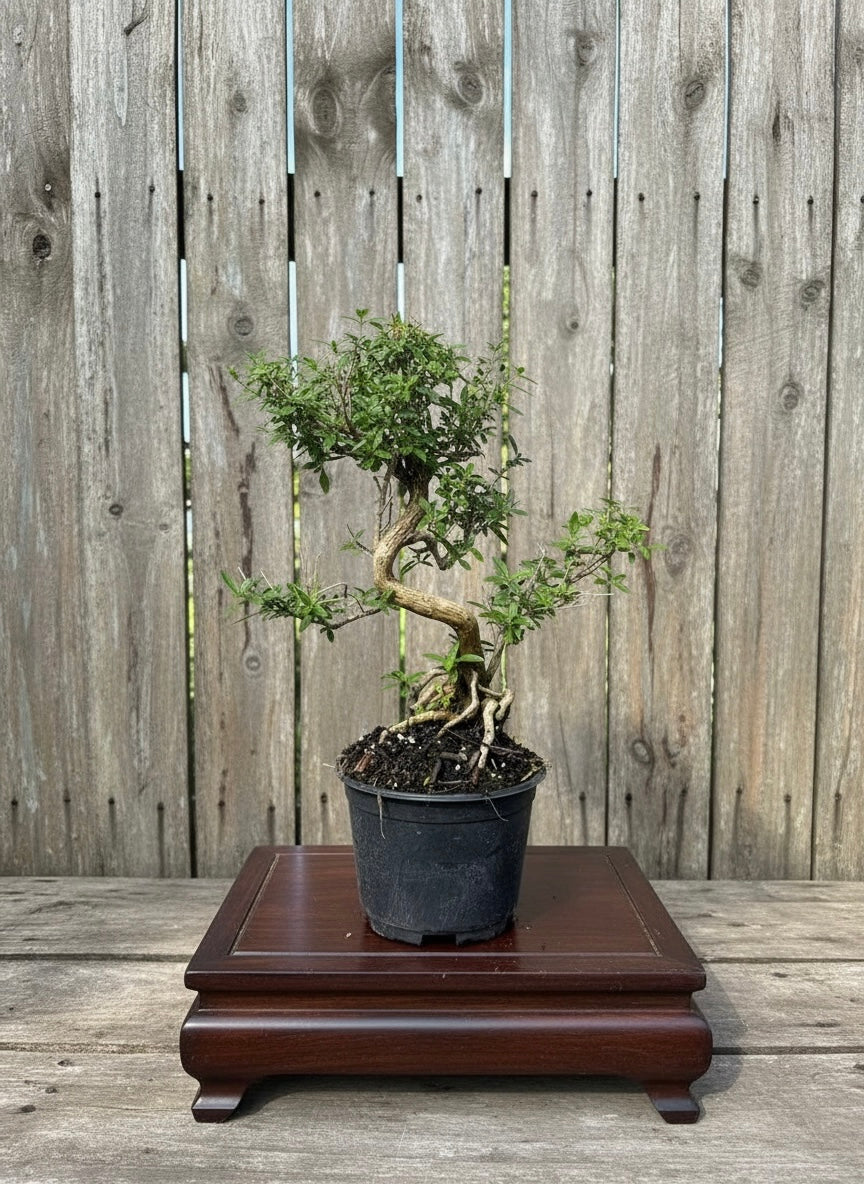 Serissa Styled Bonsai Tree (Serissa japonica) Imported in 6" Bonsai Pot from L&J Nursery.