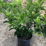 Sweet Viburnum Viburnum odoratissimum Evergreen Privacy Shrub foliage detail from L&J Nursery.