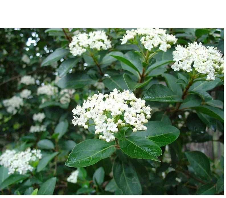 Sweet Viburnum Viburnum odoratissimum Evergreen Privacy Shrub plant detail from L&J Nursery.