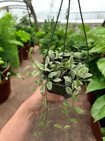 Trailing Variegated Dischidia Oiantha houseplant displayed in a hanging basket for indoor decor.