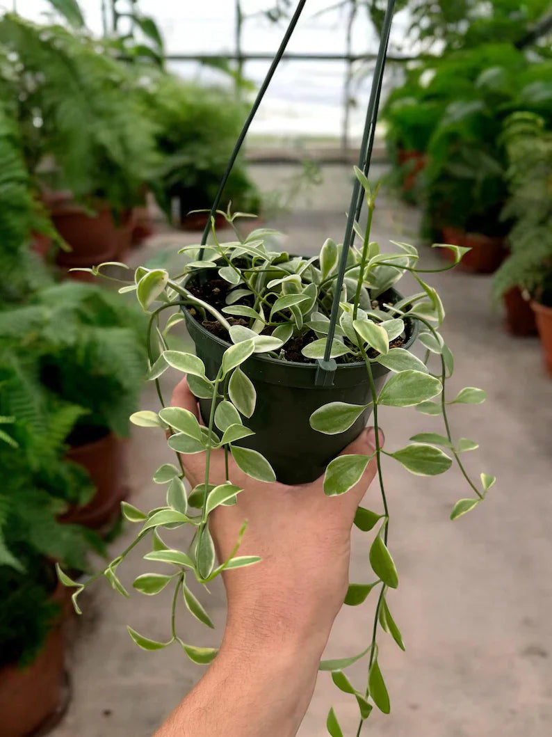 Lush Variegated Dischidia Oiantha vines with variegated heart-shaped leaves cascading indoors.
