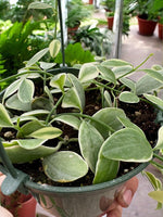 Trailing Variegated Dischidia Oiantha houseplant displayed in a hanging basket for indoor decor.