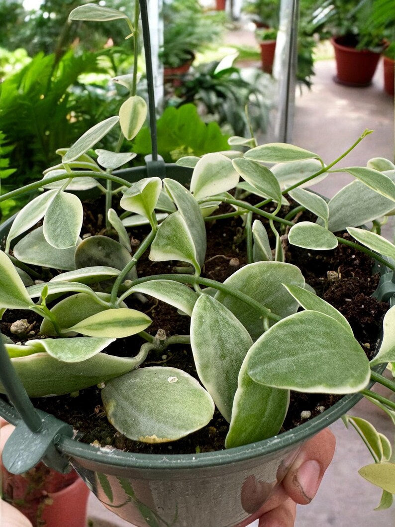 Trailing Variegated Dischidia Oiantha houseplant displayed in a hanging basket for indoor decor.