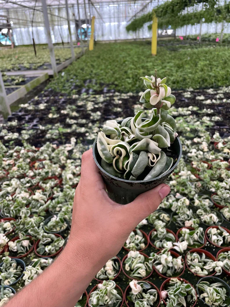 Variegated Hoya Rope plant with twisted green and cream leaves in a 4-inch hanging pot.