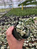 Variegated Hoya Rope plant with twisted green and cream leaves in a 4-inch hanging pot.