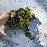 Close-up of Variegated Hoya Rope showing curled leaves with creamy-white variegation.
