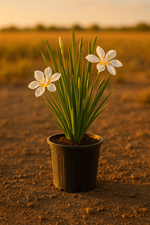 Moraea iridioides White Iris with delicate white flowers and yellow-purple centers in a 1-gallon pot.